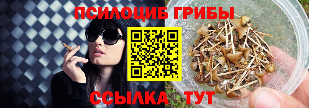 Кимры  Галлюциногенные грибы Psilocybine cubensis  купить   Вход с VPN 